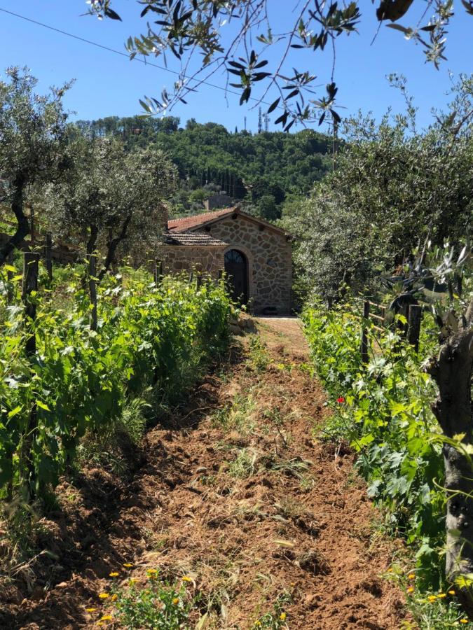 Podere Soccorso Casa Vigneto Montalcino Buitenkant foto